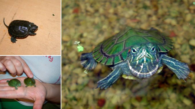 Маленькие водные черепахи в домашних условиях, виды черепах