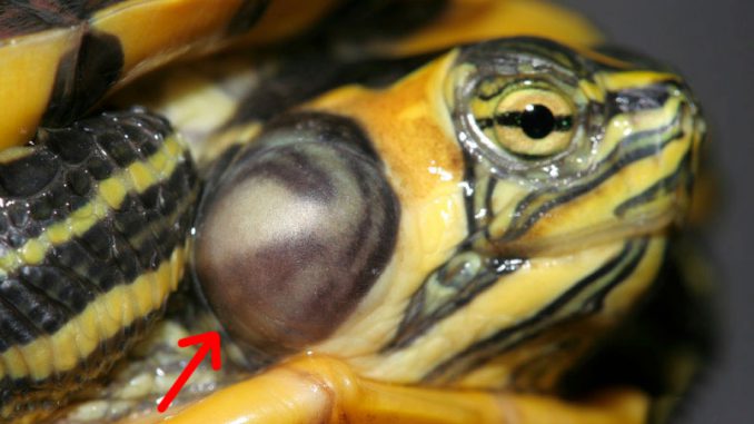 Чем лечить отит у черепахи красноухой