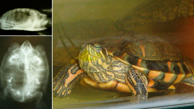 Как вылечить воспаление легких у красноухой черепахи