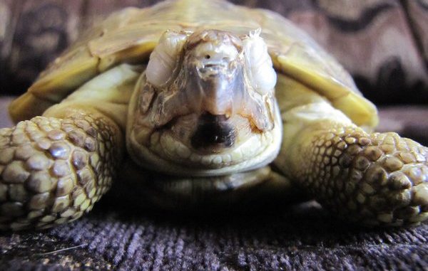 Черепаха не открывает глаза, неактивна, глаза опухшие - Лечение водных - Форум paraskevat.ru