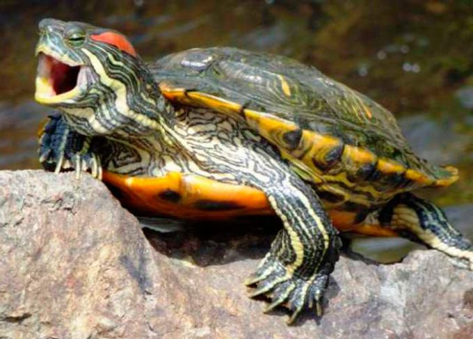 красноухая черепаха открывает рот