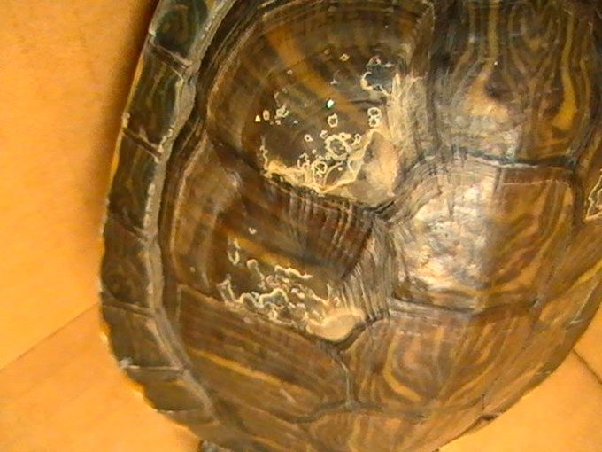 Как у красноухой черепахи вылечить грибок