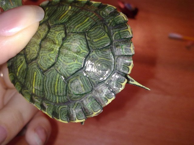 Как вылечить черепаху от грибка thumbnail