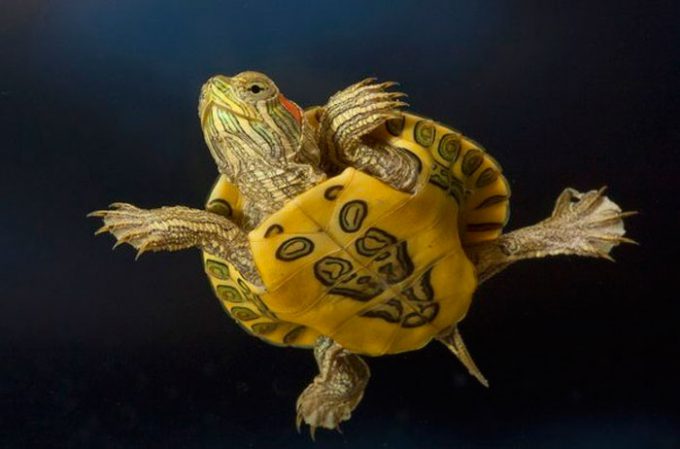 Как вылечить красноухую черепаху в домашних условиях от грибка