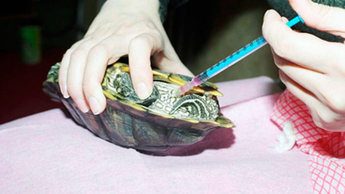 Как делать уколы черепахам