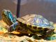 Для чего красноухим черепахам нужен кальций?