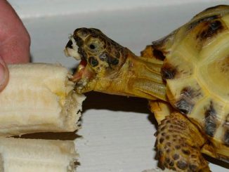 Принудительное кормление черепахи