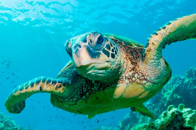 черепахи отлично плавают