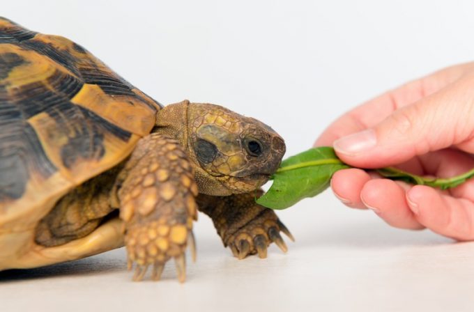 Как научить черепаху есть с рук