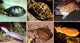 Какую выбрать черепаху
