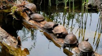 Какие черепахи водятся в России