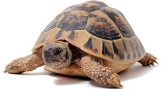 До каких размеров вырастает сухопутная черепаха?