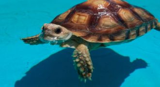 Могут ли плавать сухопутные черепахи?