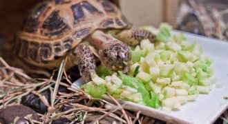 Поилки и кормушки для черепах