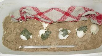 Размножение черепах в домашних условиях