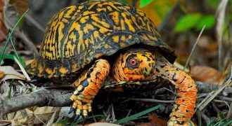 Что едят черепахи в природе