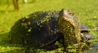 Сколько живут болотные черепахи