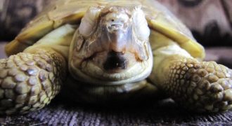 У сухопутной черепахи опухли веки и слезятся глаза, что делать?