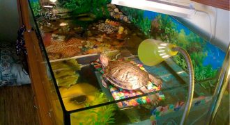 Лампа накаливания для красноухих черепах