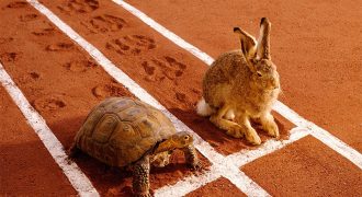 Мифы, ошибки и заблуждения о черепахах