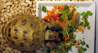 Правила кормления