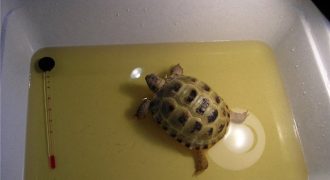 Как купать Среднеазиатскую черепаху