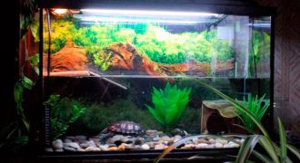 Как обустроить акватеррариум для водных черепах