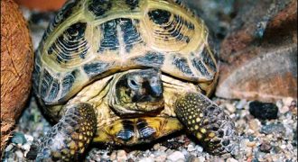 Витамины и кальций для черепах