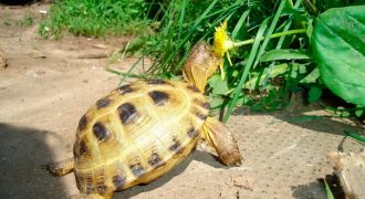 Выгул черепах на улице