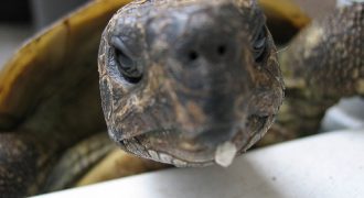 Болезни сухопутных черепах и их лечение
