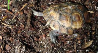 Зимняя спячка у черепах