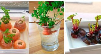 Как вырастить кормовые растения в домашних условиях?