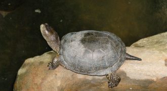 Болотная Европейская черепаха