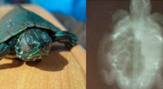 Тимпания у красноухой черепахи