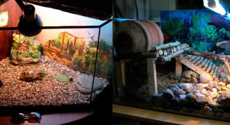 Террариум для сухопутной (Среднеазиатской) черепахи