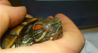 Болезни глаз красноухих черепах