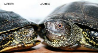 Как опеределить пол болотной черепахи