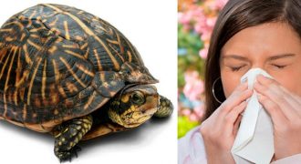 Аллергия на черепах